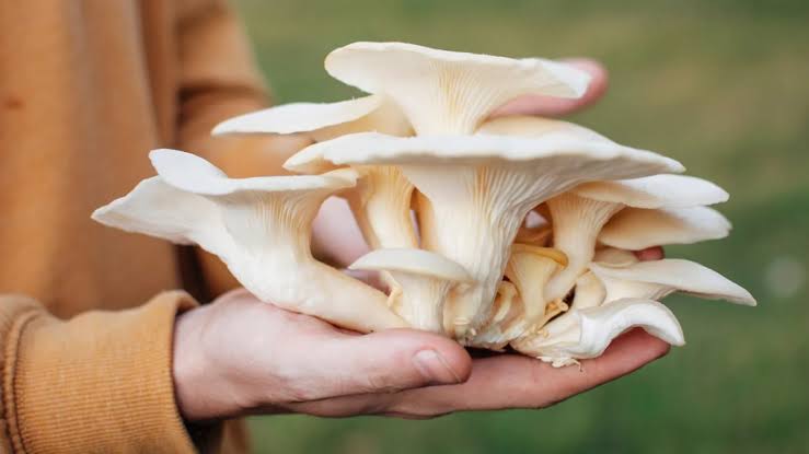 Mushroom}