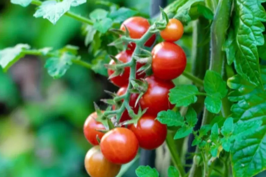 Cherry Tomato