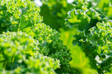 Kale