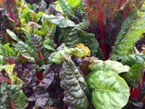 Lettuce