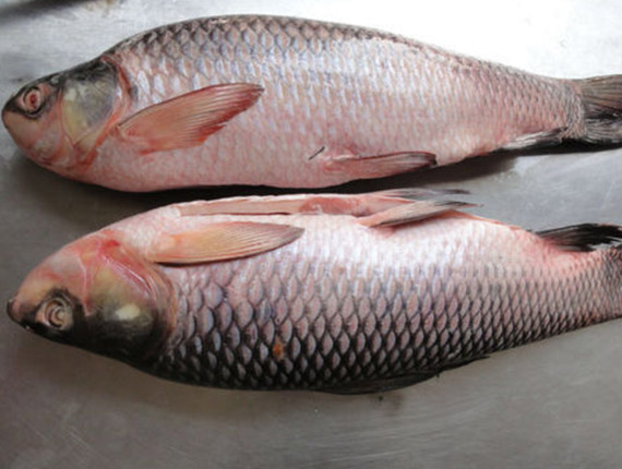 Rohu