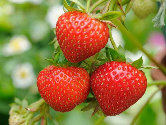 Strawberry