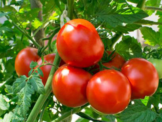Tomato